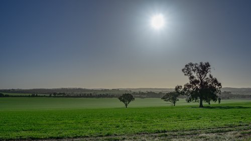 Large field of just started wheat in the late morning