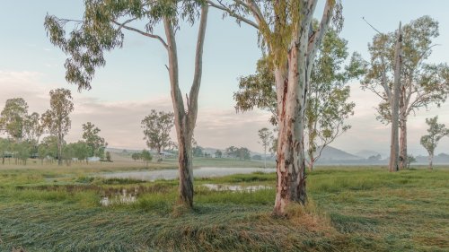 Cold early morning in the paddock with the gum trees