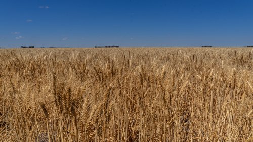 Long eared Wheat field stretching on for miles