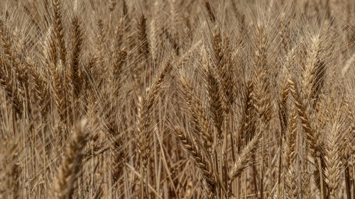 Long eared Wheat closeup