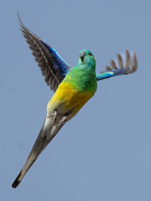 Red rumped parrot in flight over head