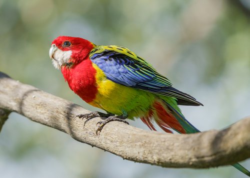 Eastern Rosella