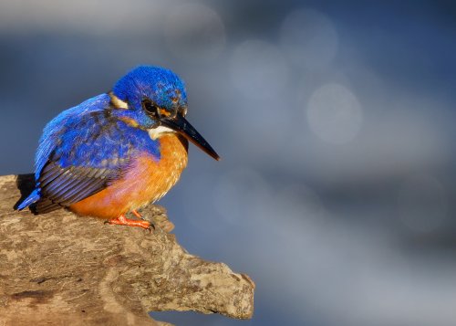 Azure Kingfisher