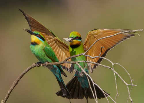 Rainbow Beeeater pair one landing