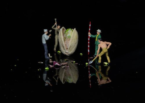 Pistachio nut workman