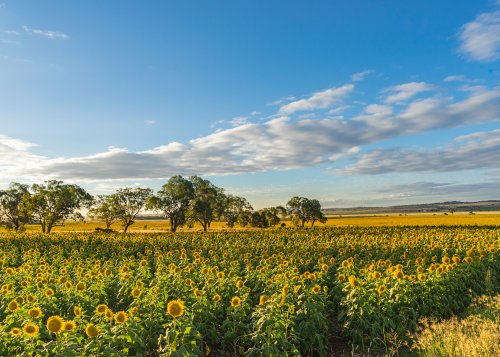Sun flowers fields on a blue sky