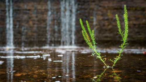 Plant in the water on the spillway