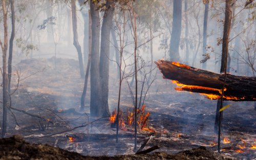 Bush fire closeup