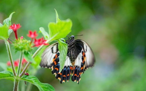 swallow-tail butterfly
