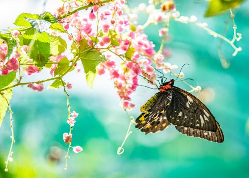 Richmond birdwing butterfly landed on pink flowers