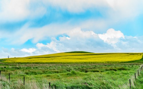 Canola field over the hill