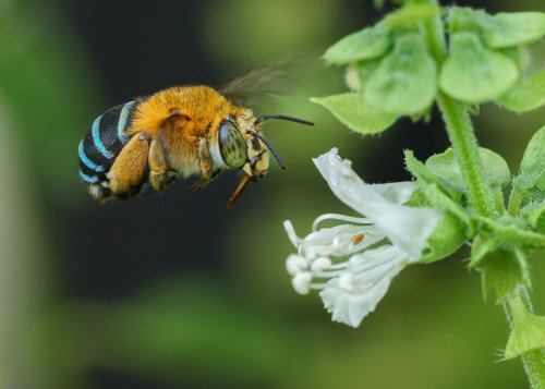 Blue Banded bee coming in to land