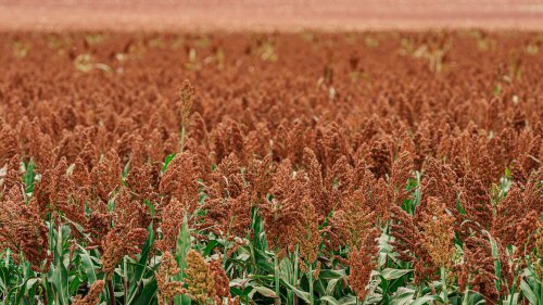 Sorghum field closeup
