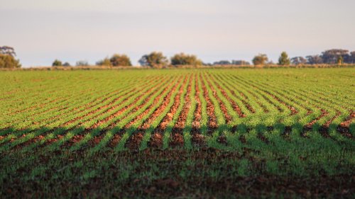 Crop rows